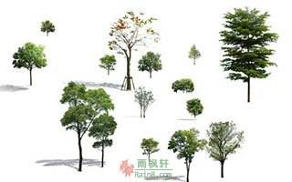 树（阿澜·卢 ）