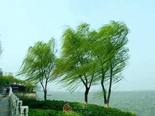 树木生长，风说了算