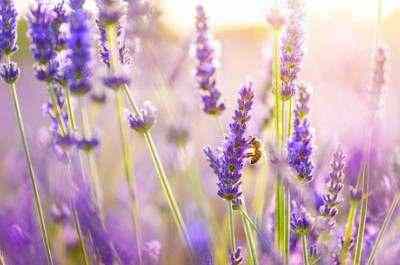 关于爱情的短句:一辈子只爱一个人,并不丢人