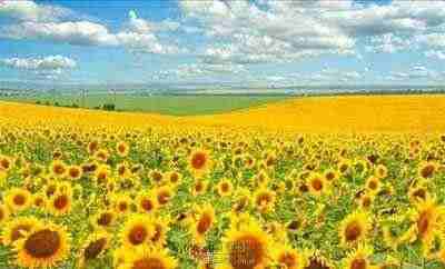 遥远的向日葵地