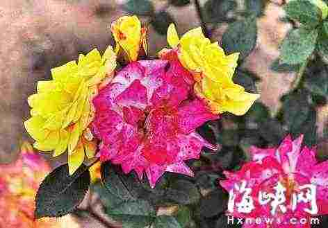 海峡都市报记者 林丹 图