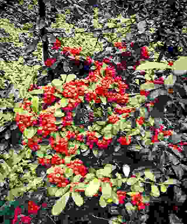 「散文」岁岁重阳,今又重阳,重阳佳节漫话