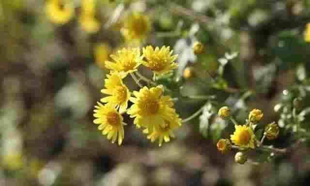 「散文」岁岁重阳,今又重阳,重阳佳节漫话