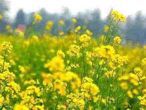 石头里的春暖花开