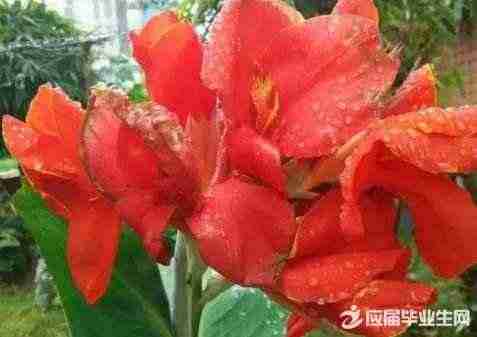 描写雨的优美散文