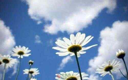 每一朵花儿，都有绽放的权利