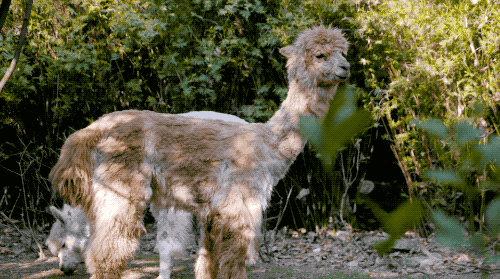 成都教授盖竹楼拥10亩院子 养200种动物堪比动物园