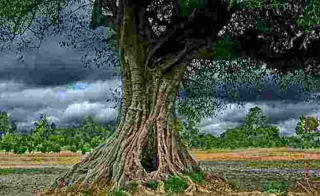 【夜读 · 散文】温暖的“树洞”