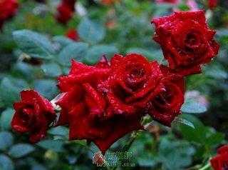 一半是玫瑰，一半是尖刺