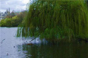 《他不来了》小说谢景知许扶疏最新章节阅读(完整版未删节) 第1张 《他不来了》小说谢景知许扶疏最新章节阅读(完整版未删节) 第1张
