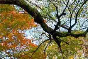 《暮雪覆秋枝》在线阅读《林漫周杨》最新章节目录 第1张 《暮雪覆秋枝》在线阅读《林漫周杨》最新章节目录 第1张