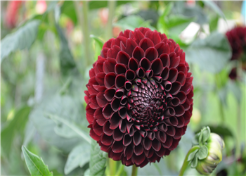 宦妃倾城(温璟詹雨筠)小说全文章节阅读