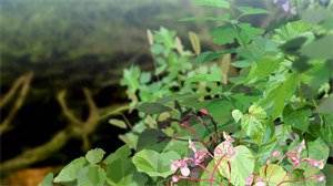 《他的女友很惊艳》白小慧王鹏大结局小说全章节阅读 第1张