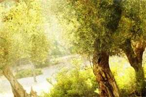 《54561212》小说全文阅读-（乔晚傅行止）小说无弹窗阅读