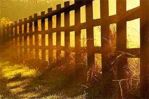 迟来的宠爱（小说全文阅读）-（苏洛枝秦承泽）无弹窗阅读