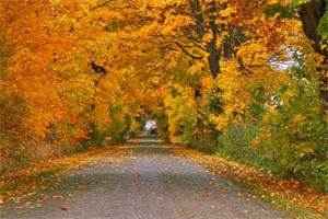 《今生与谁共白头》小说全文_（苏若白霄沐尘）最新章节阅读