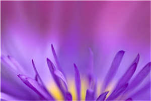 寡妇的春天白花儿刘三斤阅读完结小说_白花儿刘三斤全章节阅读