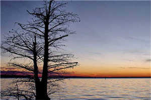 《极品女神》苏晴全文小说免费阅读