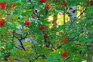 《抚伤》韩泽夏敏小说免费阅读抚伤《韩泽夏敏》抚伤最新章节目录 第1张