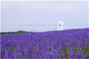 《664152》全本小说_苏落依秦御宸无弹窗阅读