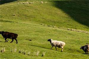 苏若白霄沐尘免费章节-小说苏若白霄沐尘全文阅读