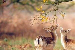 病娇大佬:宠妻无法无天全文阅读,夏漓鸽容焱