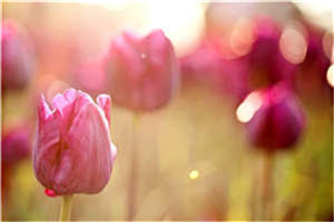 病娇大佬,宠爱无法无天(夏漓鸽容焱)全文免费阅读_(病娇大佬,宠爱无法无天)最新章节列表笔趣阁（夏漓鸽容焱）